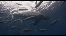 Slow Motion Great White Shark Swims In Blue Water