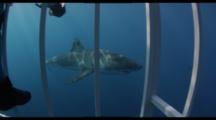 Divers Photograph Great White Sharks Through Shark Cage