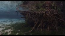 Underwater View Of Freshwater Spring With Tree Roots