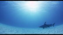 Great Hammerhead Shark Swims Over Sand Bottom