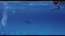 Great Hammerhead Sharks With Divers On Sand Bottom