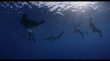 Snorkeling With Galapagos Sharks In Blue Water