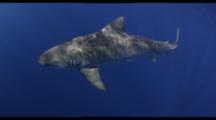 Tiger Shark In Blue Water, Snorkelers Observe From Surface