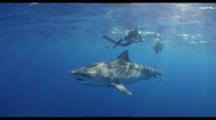 Tiger Shark In Blue Water, Snorkelers Observe From Surface