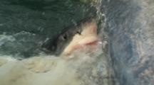Great White Sharks Eat Dead Southern Right Whale - South Africa - Cape Town - Gansbaai