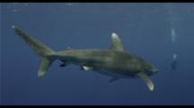 Oceanic White Tip Shark Passes Close, Diver In Distance