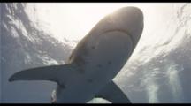 Oceanic White Tip Shark Passes Close Over Camera, Divers Behind