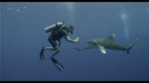 Oceanic White Tip Shark Passes Close To Diver