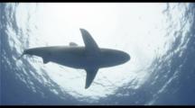 Oceanic White Tip Shark Silhouetted By Sun Above