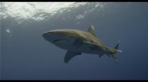 Oceanic White Tip Shark Approaches Camera, Exits Frame