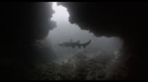Travel toward Ragged Tooth Shark at mouth of Cave