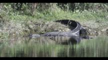 American Alligator at water's edge,Everglades