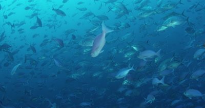 huge school of fish near Kelp Forest