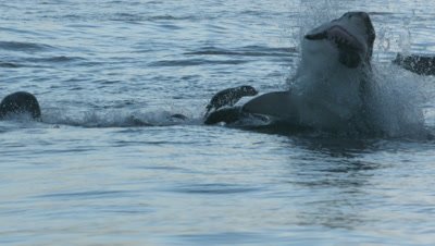 Cape Fur Seals Swim,Porpoise the one suddenly captured by Great White Shark 