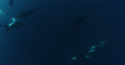 Scuba Divers Film,Swim With Killer Whales