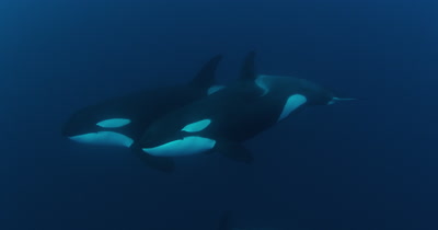 Killer Whales Swim in Open Ocean