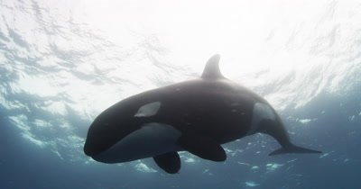 Killer Whale passes close overhead