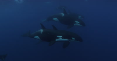 Killer Whales Swim in Open Ocean