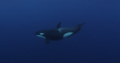 Killer Whales Swim in Open Ocean,pass below boat