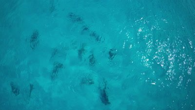 Low Aerial Above Clear Water,Boat and Hammerheads Above Sand Botom