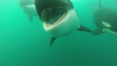 Killer Whales Approach Very Close,one Mouths Camera