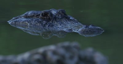 Close up of the head of an American Alligator swimming in the Everglades