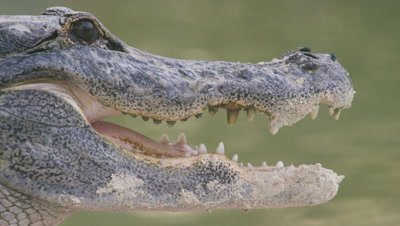 American Alligator rests on a sandy beach in the Everglades with jaws wide open, regulating body temperature; teeth visible
