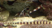 Cleaner Shrimp And Banded Pipefish On Reef