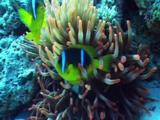 Anemone With Active Clown