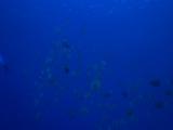Shoal Of  Bat Fish Gathered In The Blue