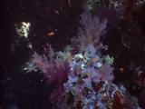 Soft Coral At The Reef Covered By The Anthias