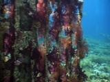Very Colorful Soft Coral At The Wreck