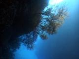 Huge Black Coral Silhouetted