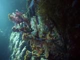 Camera Travel Around Sponge Coral