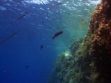 Cornet Fish Swims Toward The Camera 