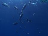 Shoal Of Snapper Gathered Near The Surface In The Blue