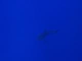 Silky Shark Swimming Toward Divers