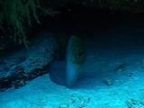 Moray Eel Sitting In The Cave