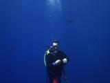 Diver With An Oceanic White Tip Shark Coming Behind