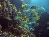 Shoal Of Yellow Striped Snapper