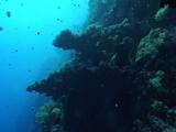 Camera Moves Toward Large Table Coral With Banner Fish Underneath It