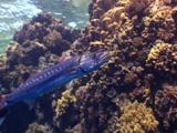 Great Barracuda At The Cleaning Station
