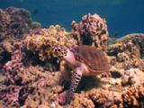 Hawksbill On The Top Of The Reef