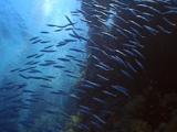 Shoal Of Yellow Tail Barracuda At The Reef