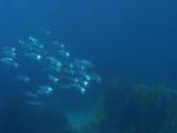 Mackerel Swimming In Shoal 