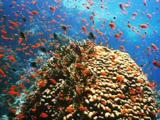 Large School Orange Anthias Gather On Hard Corals