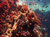 Large School Orange Anthias Gather On Coral Reef