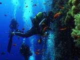 Divers Swim On Reef Wall