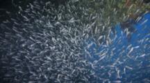 Dense School Of Fish, Possibly Sweepers Below Part Of Wreck