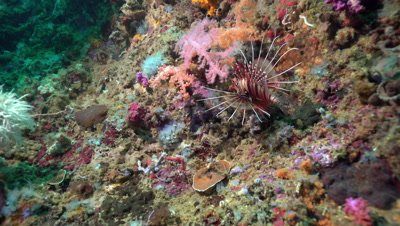 Common lionfish feeding near colorful corals wide